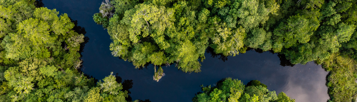 Ashley River Banner 1